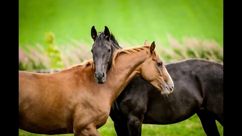 SPOILER ALERT: Wordle of the Day for July 15, 2022 ... Happy I Love Horses Day!