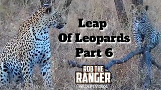 Leap Of Leopards: Mother And Cubs (6): Afternoon Playtime