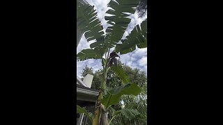 Growing bananas in your own backyard