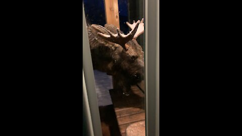 Moose eats pumpkins on porch in Alaska
