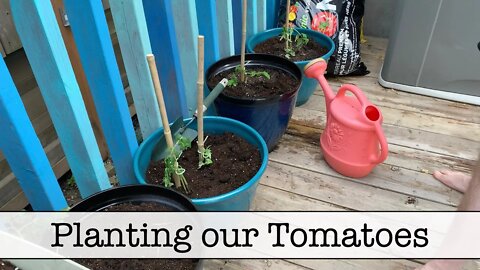 My First Attempt at Planting Tomatoes - Gotta Start Somewhere!