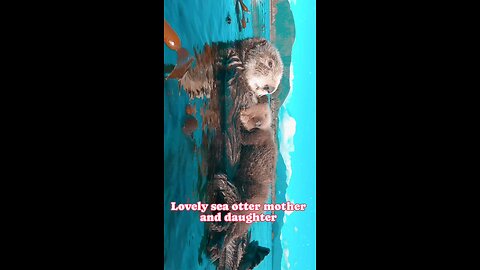 lovely sea otters