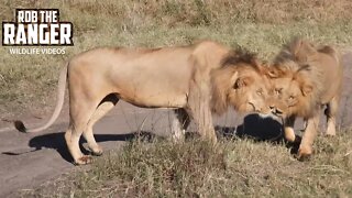 Lions (Black Rockers) Regroup | Maasai Mara Safari | Zebra Plains