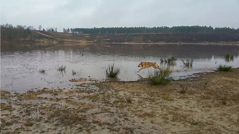 wolfdog running on water