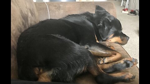 Spoiled Rottweiler refuses to go outside in the morning until sufficient scratches are given.