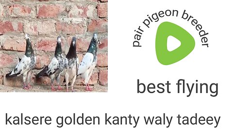 Kalsiray kantywaly tadeey pigeon beautiful