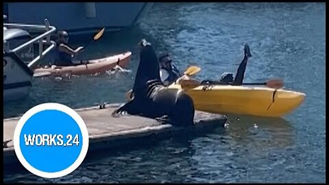 California kayakers raft flips after they're spooked by sea lions bark |
