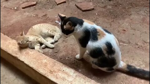 Cat Fight - Timepass