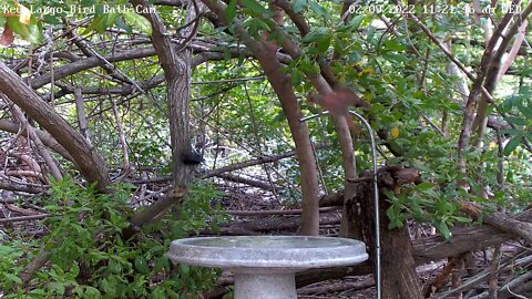 One-legged Common Grackle returns