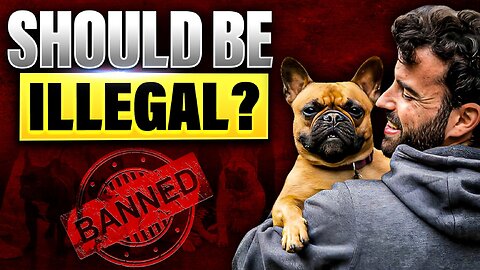 Should Breeding French Bulldog Be Illegal In The United States