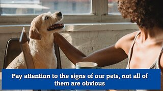 Pay attention to the signs of our pets, not all of them are obvious