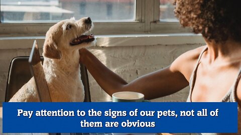 Pay attention to the signs of our pets, not all of them are obvious