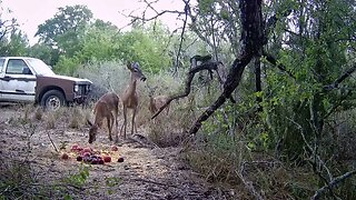 mama deer and her babies