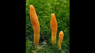 Cordyceps Mushroom (Cordyceps sinensis)