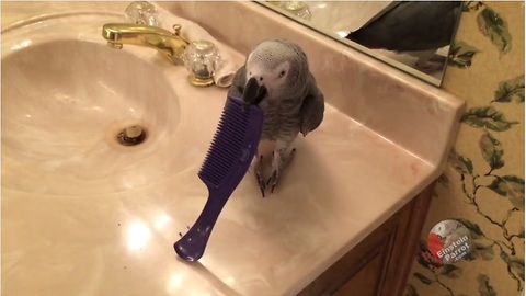 Naughty Parrot Wants The Purple Comb All To Himself!