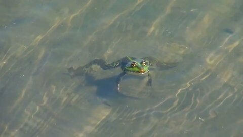Frog sits in the river,