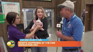 Wednesday at the Erie County Fair - Part 7