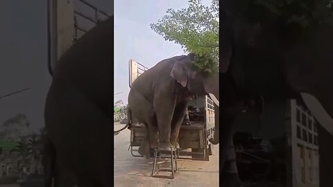 The smartest elephants 😍 🐘