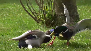 Mallard Duck Fight