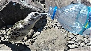 Tiny bird follows tourist to beg for a drink from his water bottle
