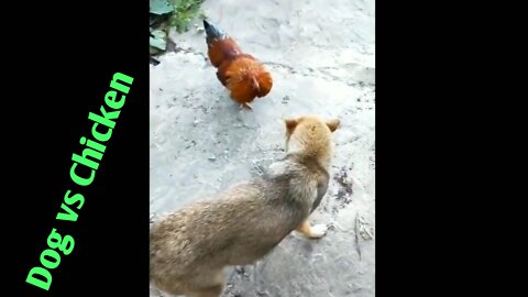 Dog vs Chicken Fight Village In India Leatest