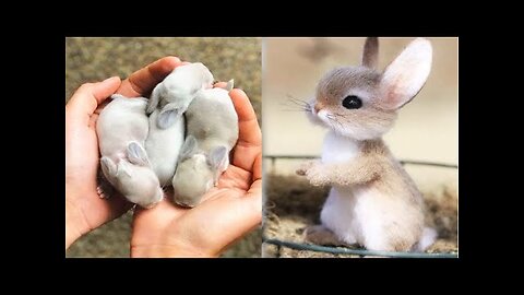 AWW SO CUTE!!! Cutest baby animals Videos Compilation Cute moment of the Animals #1