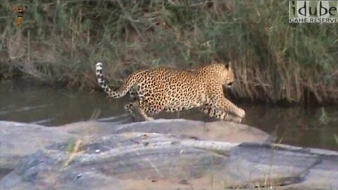 Leopard Leap