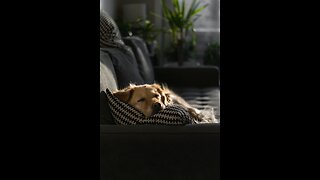9 Hours of Deep Separation Anxiety For Dog Relaxation(tested)