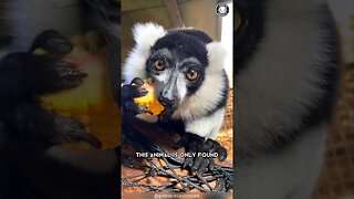Black & White Ruffed Lemur 🦝 Madagascar's Rare Gem!