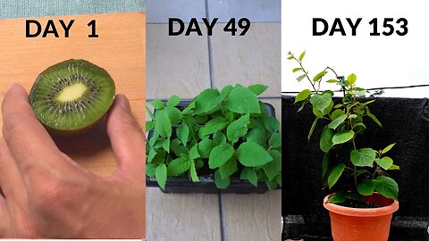 Grow kiwi from seeds. from DAY 1 to DAY 153