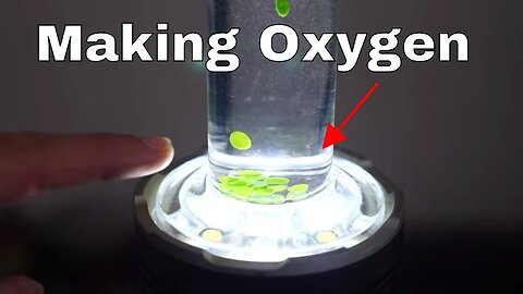 Making My Own Oxygen With Photosynthesis