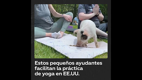 Yoga con cerditos: nueva tendencia deportiva en EE.UU.