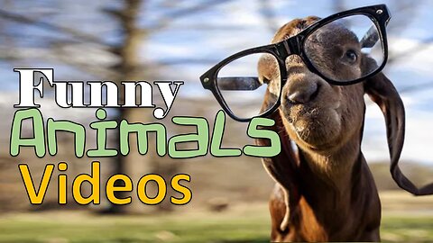 Funny animals videos