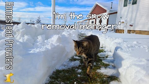 Winter Storm Amelia: Cats Discuss Shoveling VS. Kubota