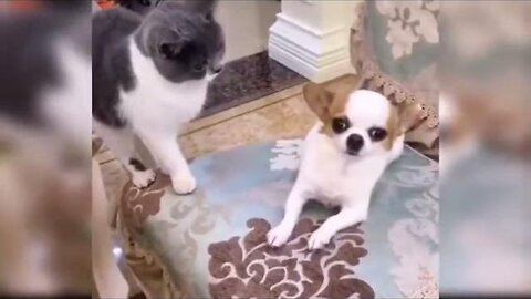 Funny cats video clip funny dogs video clip very funny