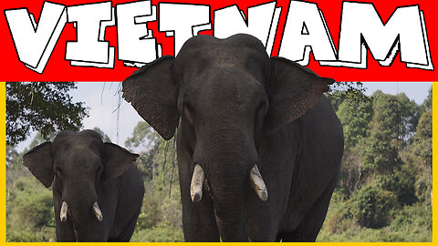 Elephants in Vietnam?