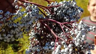 Elderberry Harvest