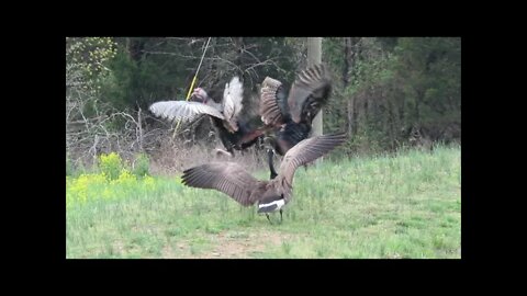 Will they do battle? 2 Tom turkey's vs. 1 Canada Goose, Wildlife photography