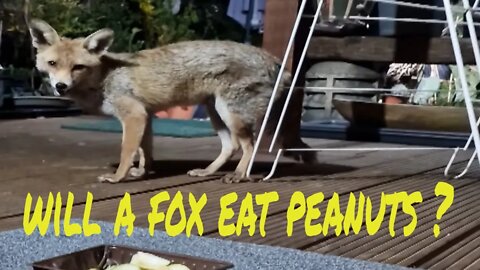 🦊Will an urban #fox eat peanuts and pears ?