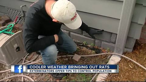Take 'holiday rat lap' around house to keep critters out during cold spell