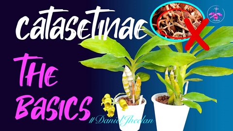 Grow Catasetinae The Easy Way | What to be careful of | When to buy | Orchid Care for Beginners