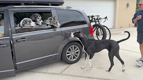 Happy Great Danes Greet Their Vacationing Michigan Dog Friends
