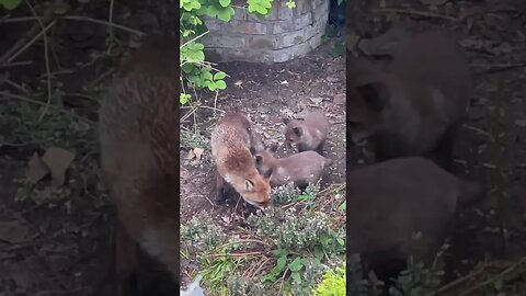 ❤️ This Family #cuteanimals #foxes #foxesofinstagram #animalshorts #asmr #sleepmusic