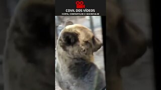 urso passa do lado de um ônibus cheio de crianças 😮😮