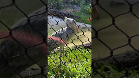 Shoebill Stork Meditating at Tampa Zoo