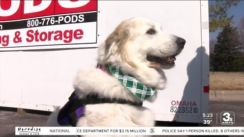 Shelter Girl Scout troop donates cookie sales dog rescue