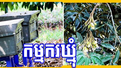 ការប្រើប្រាស់កម្មករឃ្មុំ មានប្រយោជន៍ណាស់សម្រាប់ទុរេនបែកផ្កា - ឈុន កាំង ( 012829999 ) (Chhun Kang)