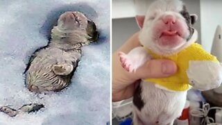 Bulldog Born Without Foot Was Buried in Snow By Owner Who Deemed Him ‘Useless’
