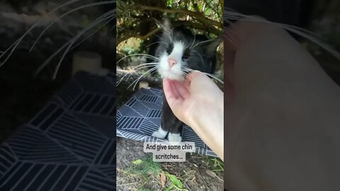 This cat is relaxed! He has a hammock to rest!