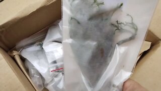 The Best Aquarium Plant Unboxing From Aquariumcoop That I've Ever Done